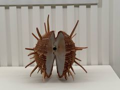 -青岛贝壳博物馆