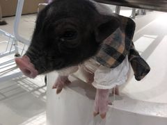 -怪兽屋·羊驼·猫咖·狗咖(俊华广场店)