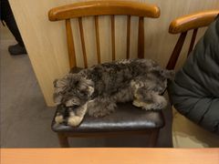 -张烤鸭·川菜·非遗冒烤鸭(青石桥店)