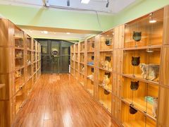 -猫十亿·布偶金渐层·曼基康矮脚猫舍(青年路店)