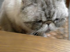 -猫色咖啡·猫咖