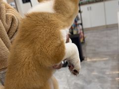 -贝康宠物医院·犬猫全科·小动物特色诊疗中心(东环路店)