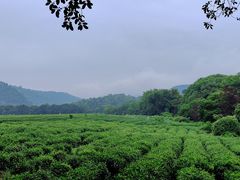 -中国茶叶博物馆(双峰馆区)