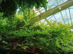 -呀路古热带植物园