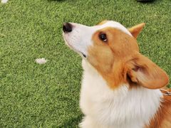 -宠物寄养训练学校
