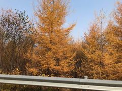 -五营红松林海景区