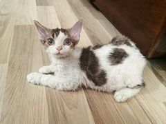 -momokira米努特·德文卷毛猫·棉花面纱犬