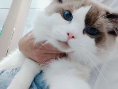 -芭比堂宠物医院·全科爱猫医院·仁德分院
