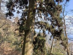 -天目山大树王景区