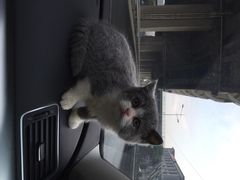 iphone_upload_pic-Bastet sally猫舍购宠(静安店)