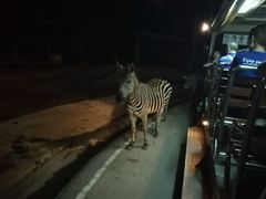 -清迈夜间动物园