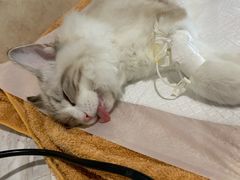 -宠爱国际动物医院· 猫科· 外科·中兽医(长白店)