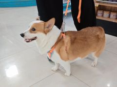 -翊宠yipet猫狗购宠庄园犬舍•猫舍