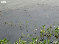 -大湾区中央湿地公园