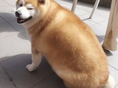 -瑞鹏宠物医院犬猫全科(真大分院)