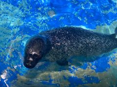 -太平洋海底世界