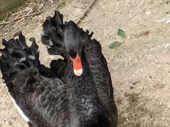 -上海虹桥迎宾馆