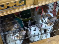 -刘信牛羊肉泡馍小炒(回民街店)