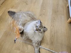 -有喵·猫咖·狗咖·30几只猫10只小狗(岗厦店)