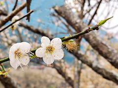 -广州市流溪河国家森林公园