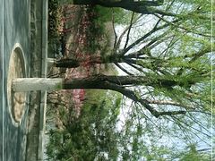 -大兴滨河森林公园