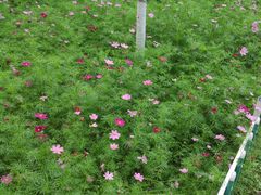 -南京外国语学校(仙林分校西区)