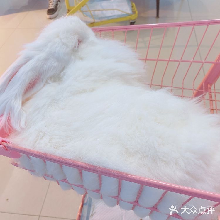 价格：45一位（三馆通玩-失恋、安哥拉兔、星空）