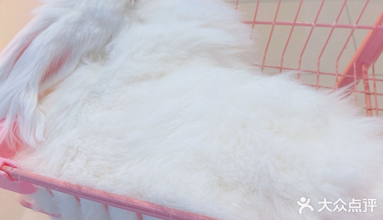 价格：45一位（三馆通玩-失恋、安哥拉兔、星空）