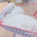 价格：45一位（三馆通玩-失恋、安哥拉兔、星空）