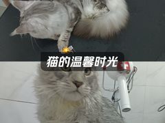 -瑞鹏宠物医院·超声·骨科·奇麟分院(蜀都万达店)
