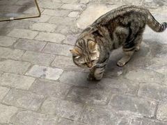 -喵屿·大理花园猫咖