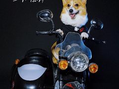 -超宠爱宠物摄影-Super pet