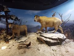 -陕西自然博物馆