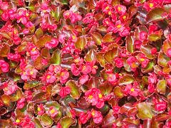 -石景山区图书馆(八角南路)