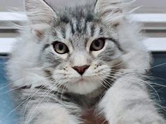 -十年猫舍·猫咪专门店(普陀店)