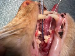 -萌兽医馆·犬猫专科·眼科中心·宠物医院(朝阳门分院)