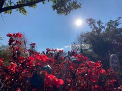 -崇圣寺三塔文化旅游区