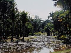 -中国科学院西双版纳热带植物园