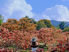 -中国科学院西双版纳热带植物园