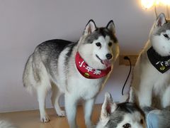 -Husky Go! 哈士奇体验馆·宠物咖啡厅狗咖