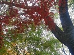 -秋霞圃