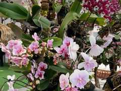 -上海鲜花港