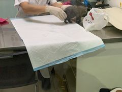 -特一安24小时宠物医院·骨科·中兽医