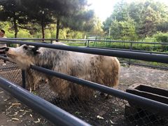 -长白岛森林公园