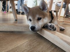 -柴犬小屋·柴餐厅·狗咖食堂(金鼎广场店)