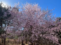 -北京西山国家森林公园