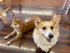 -豆柴町-柴犬主题狗咖(红鼎国际C座店)