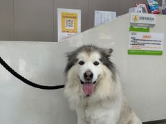 -瑞鹏宠物医院·超声·骨科·奇麟分院(蜀都万达店)