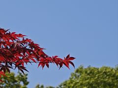 -柳州肥姨妈大骨螺蛳粉(双阳路店)