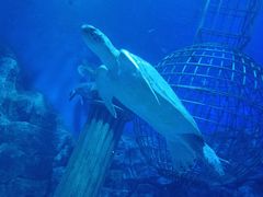 -芜湖新华联大白鲸海洋公园